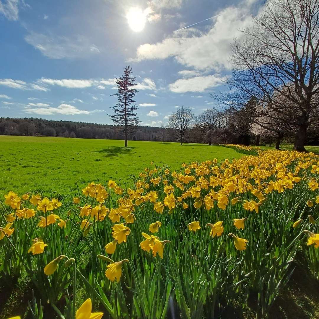 Field of yellow daffodils with a clear blue sky and sun.